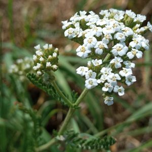 Achillée millefeuille